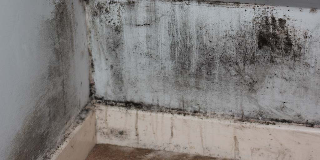black mould